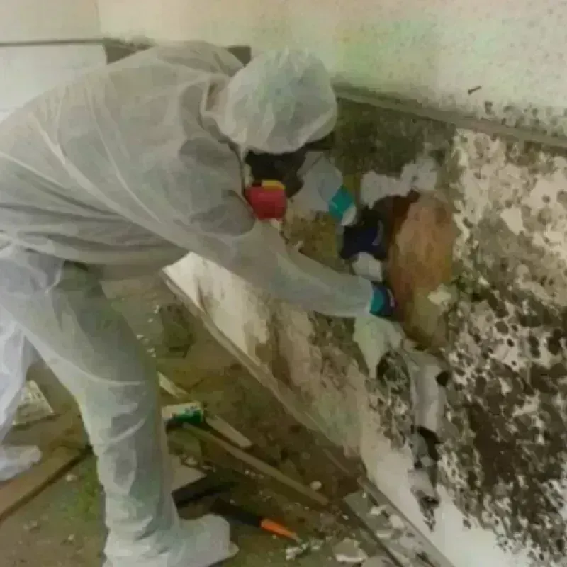 Mold Remediation and Removal in Amity Gardens, PA